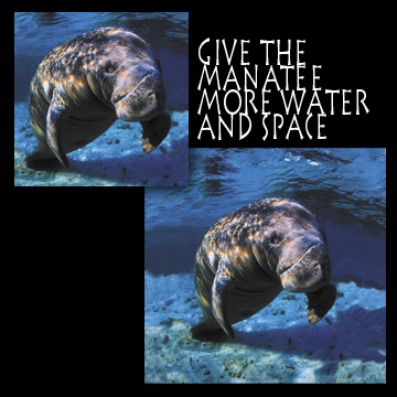   Manatee -- Give more water and space   