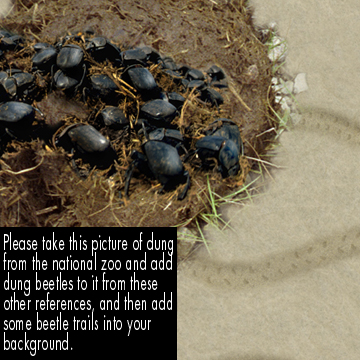   Dung Beetles 