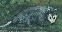  Summer Camp Primitive -- Opossum Detail 