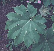 Dianthus Superbus
