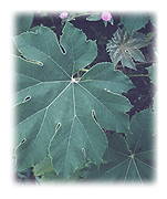 Dianthus Superbus