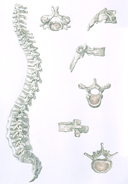   Spine 